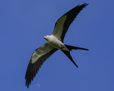 SWALLOW-TAILED KITE