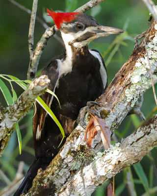 PILEATED WOODPECKER