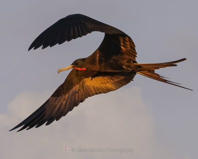 MAGNIFICENT FRIGATEBIRD