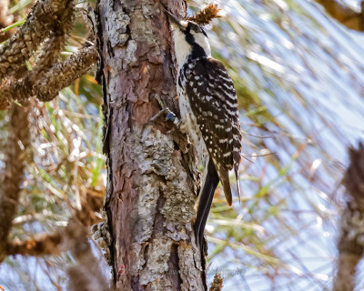 RED-COCKADED WOODPECKER