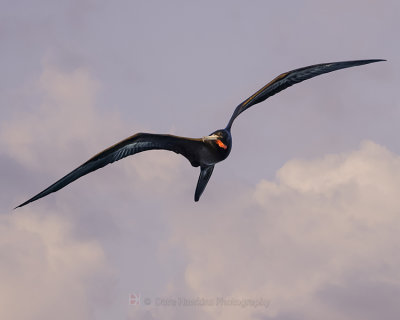 MAGNIFICENT FRIGATEBIRD