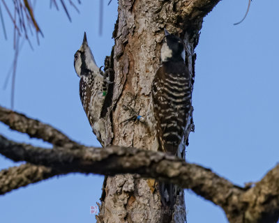 RED-COCKADED WOODPECKER