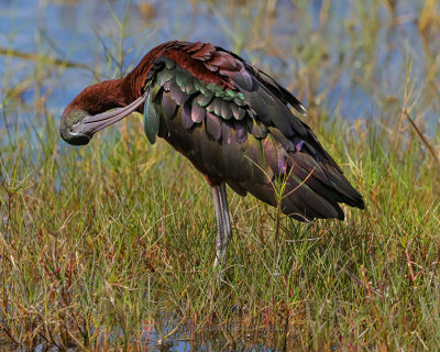 GLOSSY IBIS