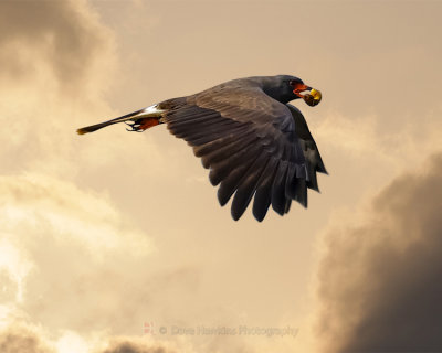 SNAIL KITE ♂