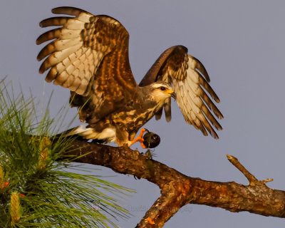 SNAIL KITE ♀