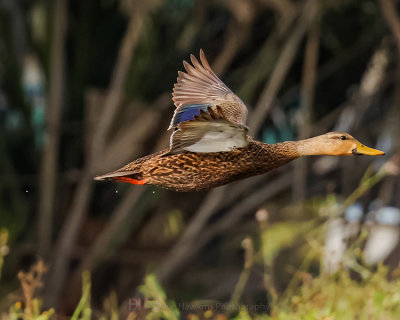 MOTTLED DUCK ♀