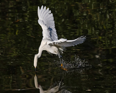 SNOWY EGRET