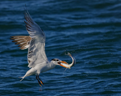 ROYAL TERN