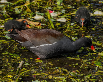 COMMON MOORHEN AND CHICKS