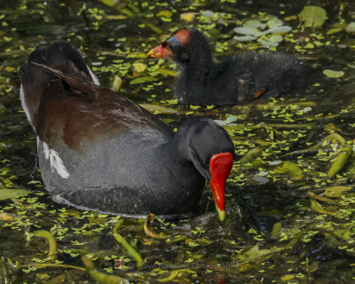 COMMON MOORHEN AND CHICKS