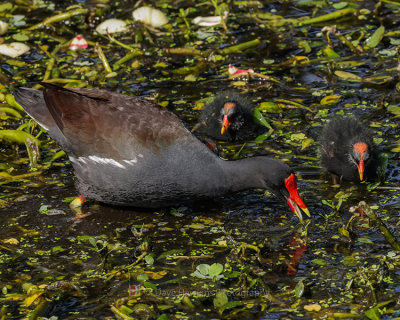 COMMON MOORHEN AND CHICKS