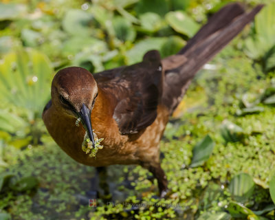 BOAT-TAILED GRACKLE ♀
