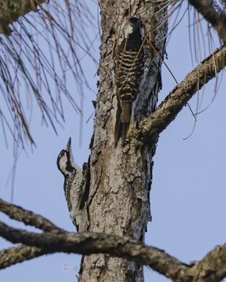 RED-COCKADED WOODPECKER