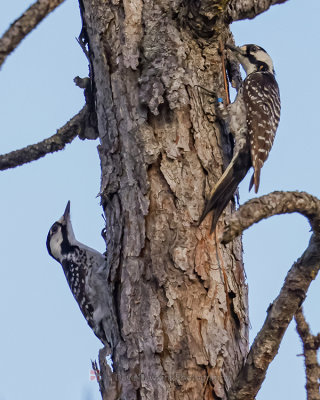 RED-COCKADED WOODPECKER