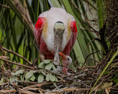 ROSEATE SPOONBILL AND CHICK