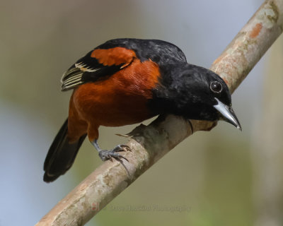 ORCHARD ORIOLE