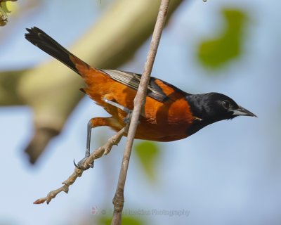 ORCHARD ORIOLE