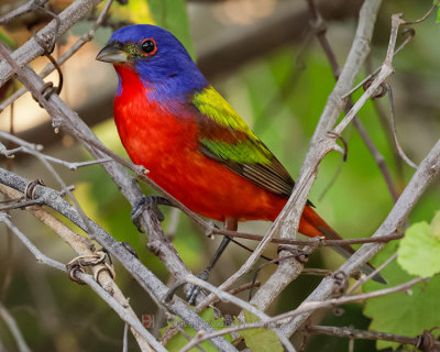 PAINTED BUNTING