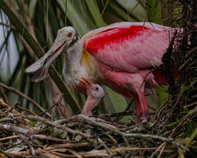ROSEATE SPOONBILLATE SPOONBILL AND CHICK