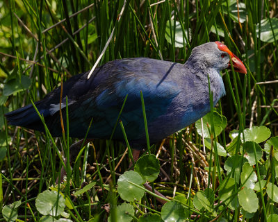 GRAY-HEADED SWAMPHEN