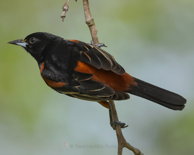 ORCHARD ORIOLE