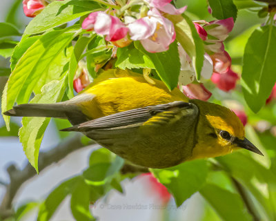 BLUE-WINGED WARBLER