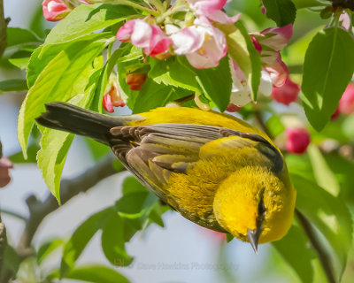 BLUE-WINGED WARBLER