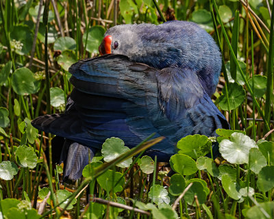 GRAY-HEADED SWAMPHEN