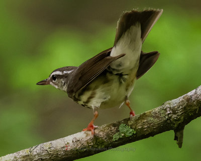 LOUISIANA WATERTHRUSH