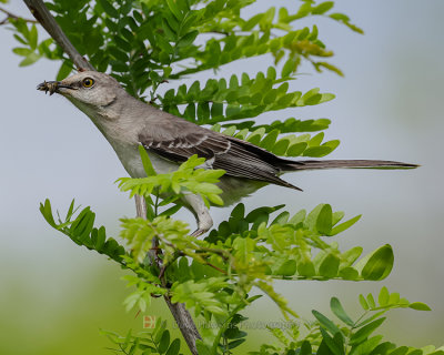 NORTHERN MOCKINGBIRD