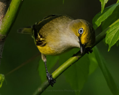 WHITE-EYED VIREO