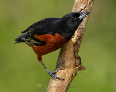 ORCHARD ORIOLE