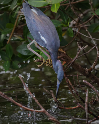 TRICOLORED HERON