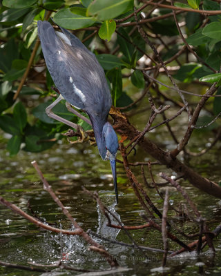 TRICOLORED HERON