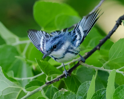 CERULEAN WARBLER