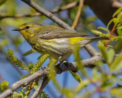 CAPE MAY WARBLER