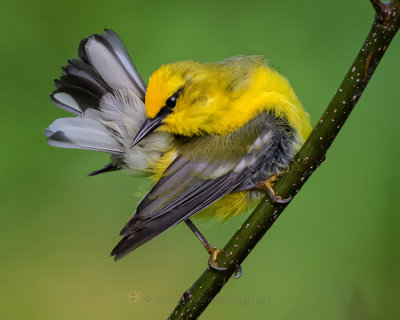 BLUE-WINGED WARBLER
