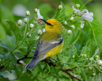 BLUE-WINGED WARBLER