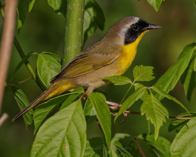 COMMON YELLOWTHROAT