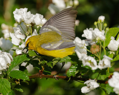 BLUE-WINGED WARBLER