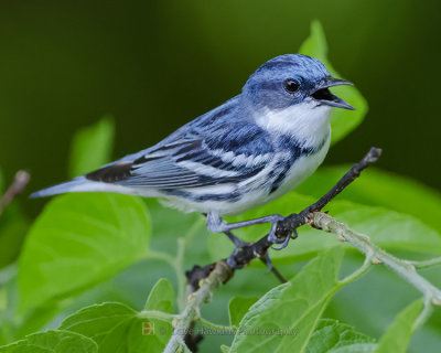 CERULEAN WARBLER