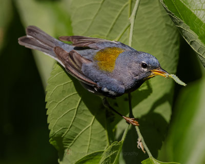 NORTHERN PARULA