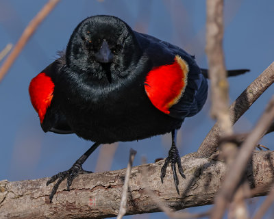 RED-WINGED BLACKBIRD