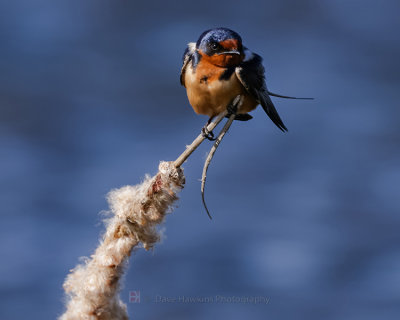 BARN SWALLOW