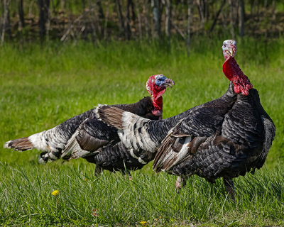 WILD TURKEY