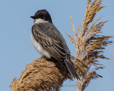 EASTERN KINGBIRD