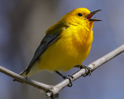 PROTHONOTARY WARBLER