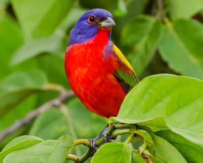 PAINTED BUNTING