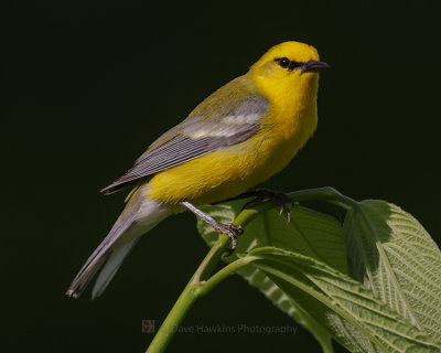 BLUE-WINGED WARBLER