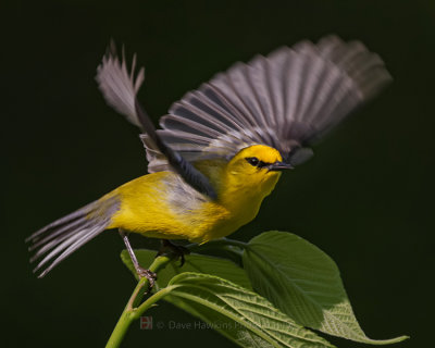 BLUE-WINGED WARBLER